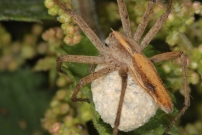 *(41000) La Pisaure admirable protgeant sa progniture dans un cocon (Araneae - Pisauridae - Pysaura mirabilis)